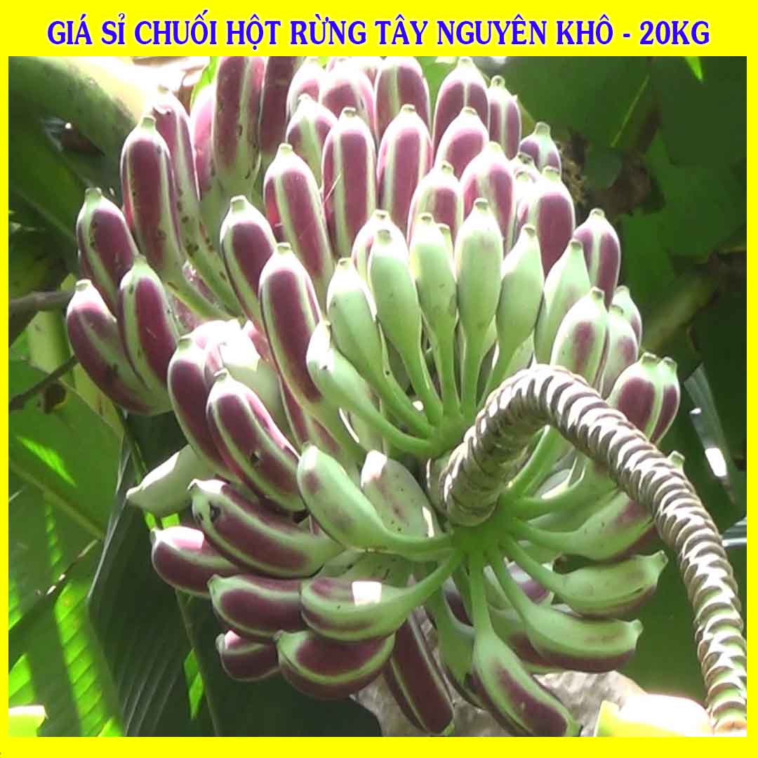 Cung cấp sỉ Chuối Hột Rừng Tây Nguyên khô giá bán 20kg