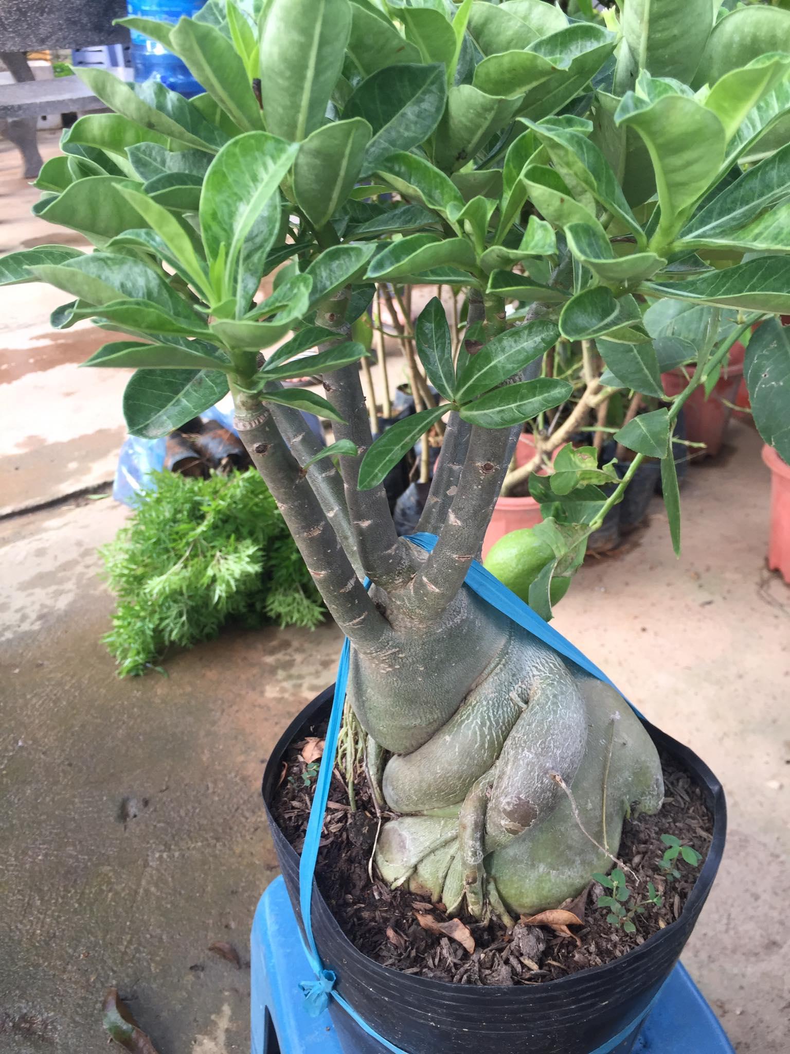 Chậu sứ KIM TỰ THÁP khủng chuẩn giống cam kết chất lượng