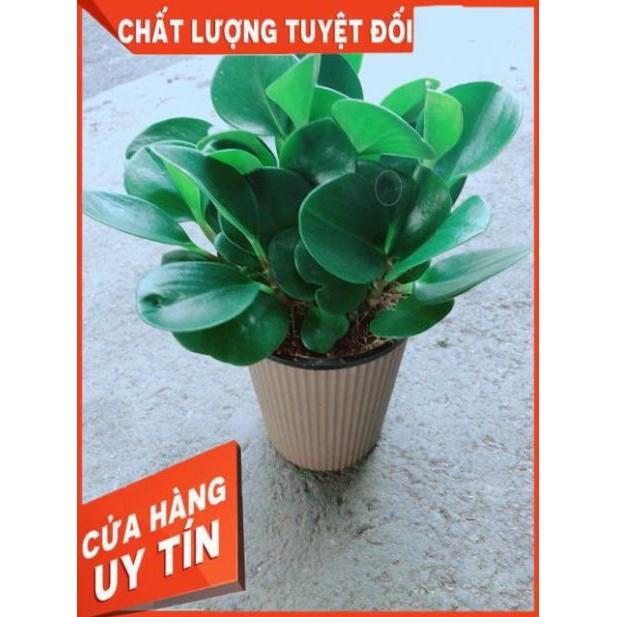Cây Trường Sinh Kèm Chậu Tự Tưới