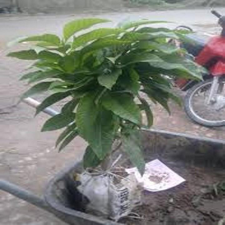 CHẬU CÂY HOA NGỌC LAN