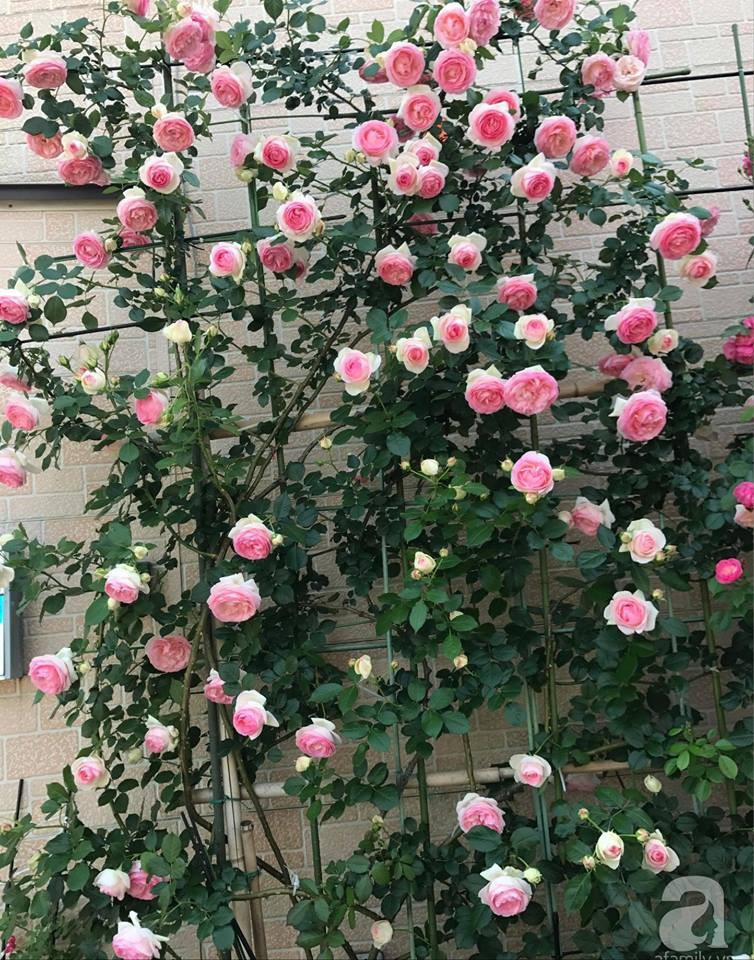 03 Gói Hạt Giống Hoa Hồng Leo Pháp Mix