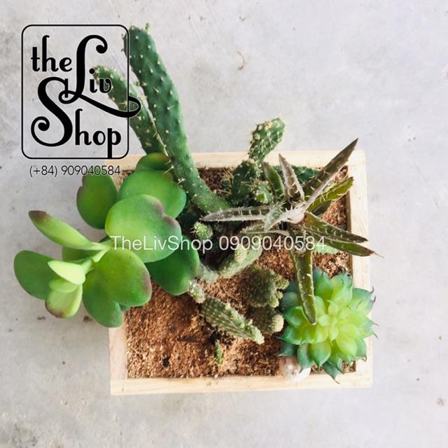 Chậu cây bằng gỗ thông 3 sizes
