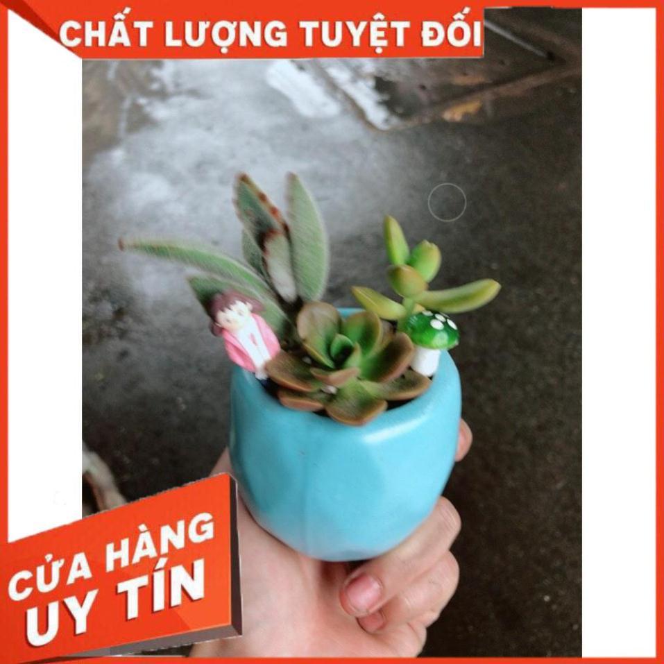 Chậu sen đá tiểu cảnh 7