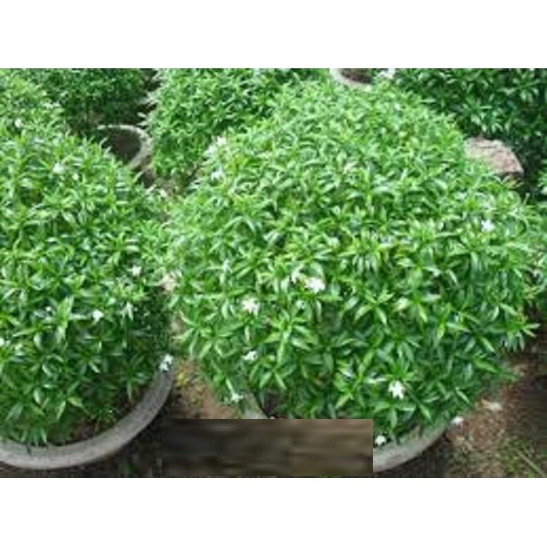 CÂY MAI VẠN PHÚC - CÂY LỚN, GỬI ĐI NGUYÊN CHẬU