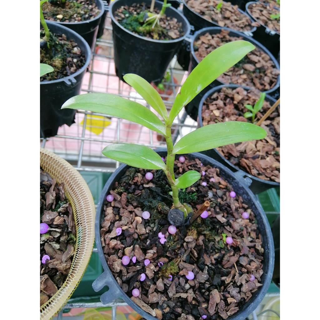 Sản Phẩm Hoa lan phi điệp lá nhựa xếp chân rết