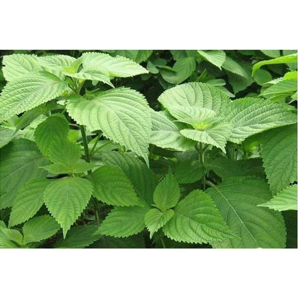 RAU KINH GIỚI- BẦU CÂY GIỐNG