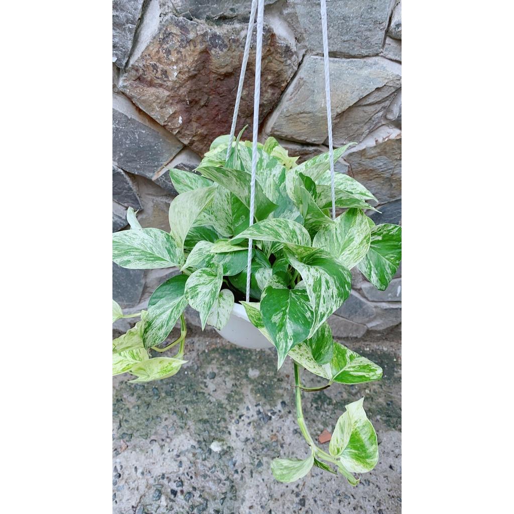 Chậu Trầu Bà Sữa