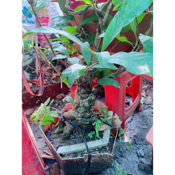 Cây Lộc Vừng Bonsai