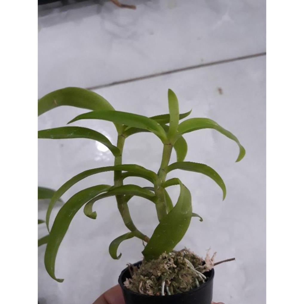 Hoa phong lan 5ct họng tím