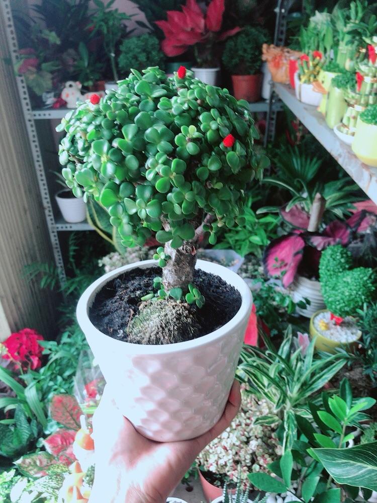 Chậu Cây Cành Vàng Lá Ngọc Thân Cổ Thụ Size Mini Bonsai