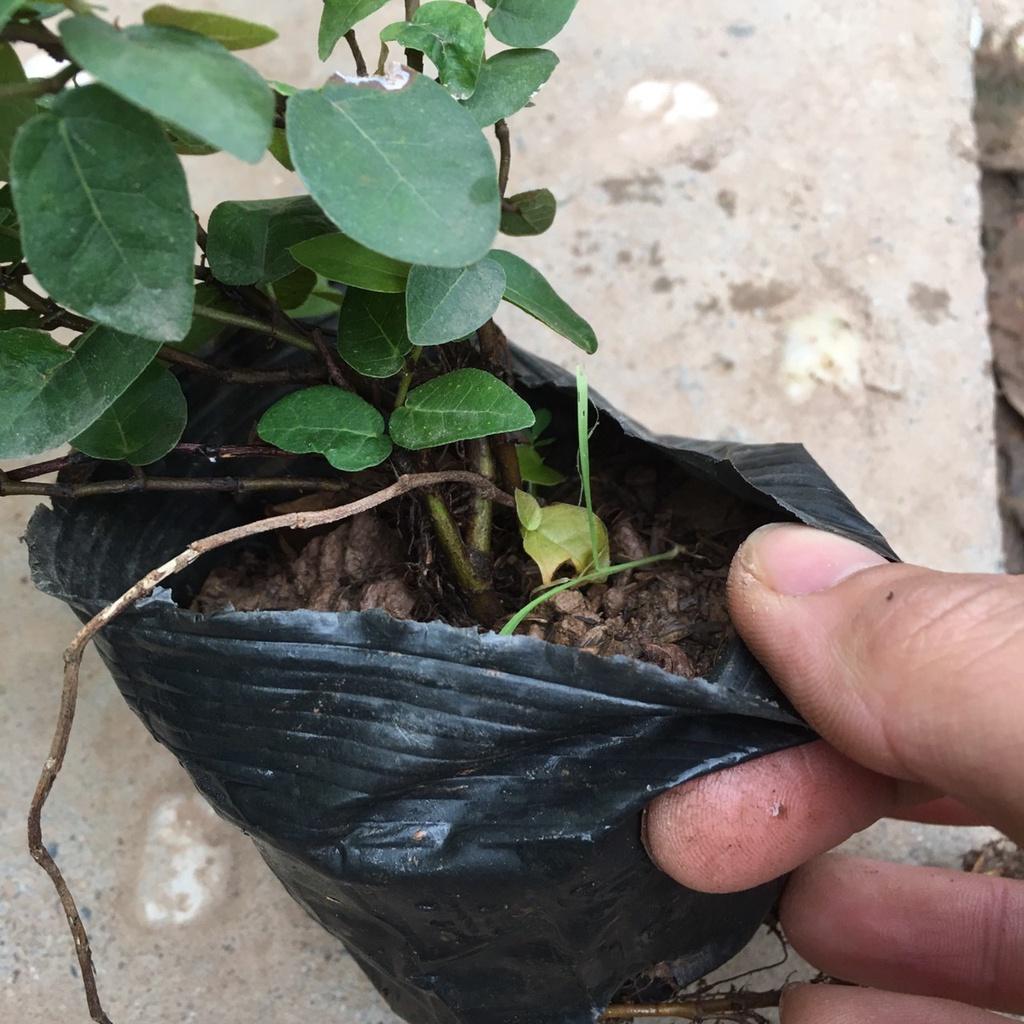 Cây Leo Vảy Ốc Trồng Sẵn Bầu Ổn Định,Nhiều Ngọn