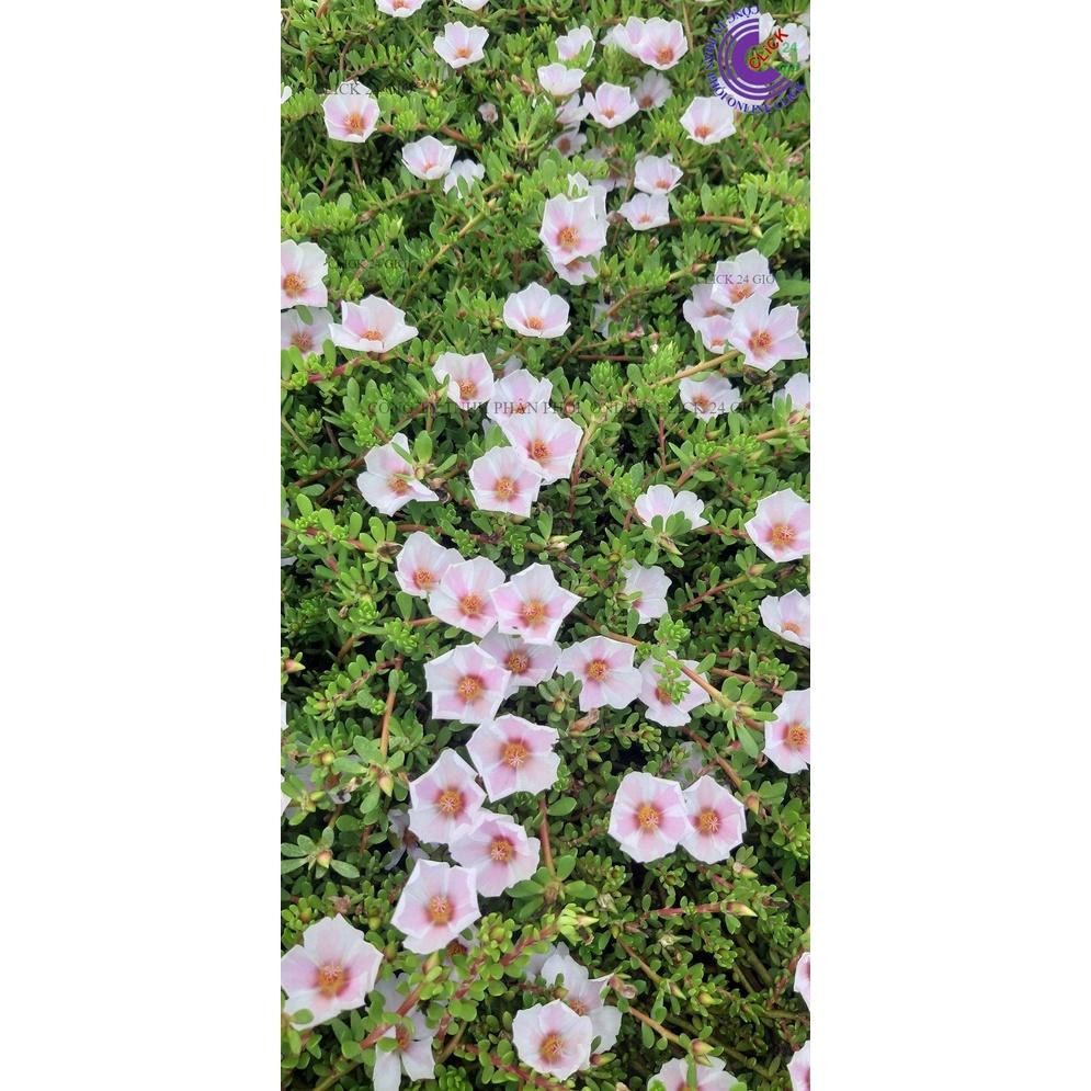 500g Hoa Mười Giờ Sam Giọt Nước Giống Mới Lạ Mắt Tuyệt Đẹp Siêu Dễ Trồng GIA DỤNG THÔNG MINH PKM