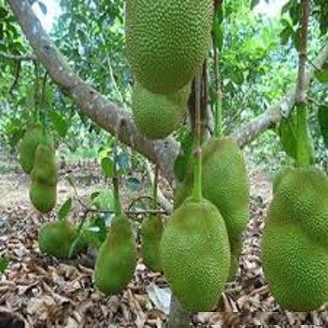 Cây mít tố nữ, cây mít mật ghép cho quả sớm