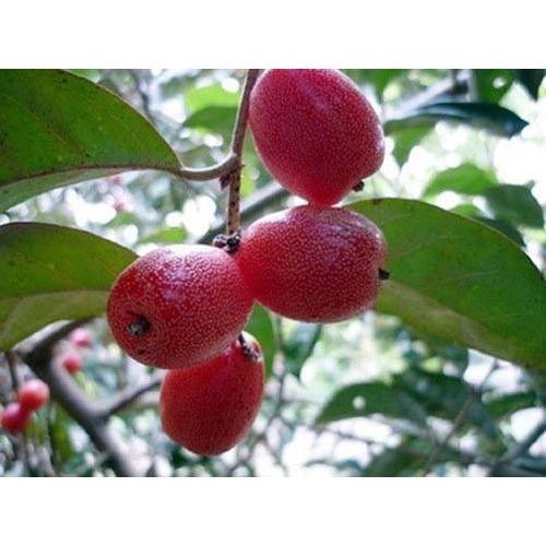 Cây nhót ngọt siêu trái