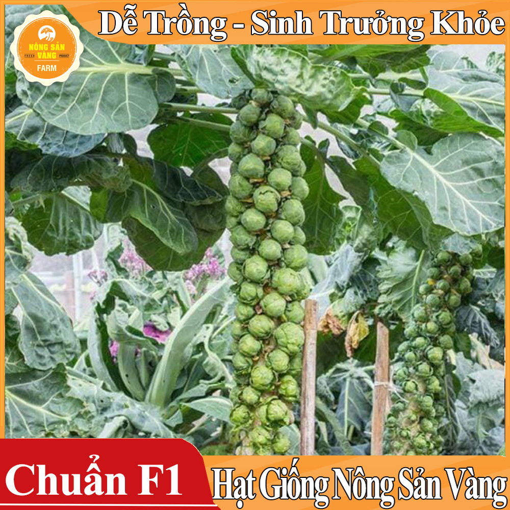 Hạt giống Bắp Cải Tí Hon Xanh