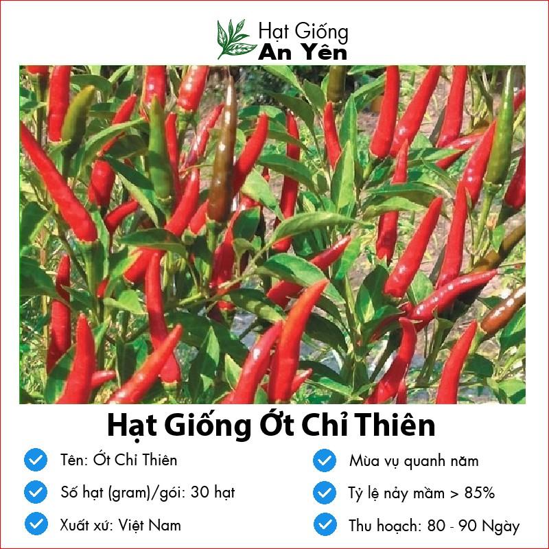 Hạt giống Ớt Chỉ Thiên thu hoạch sớm, dễ trồng, nảy mầm cao, sinh trưởng khoẻ