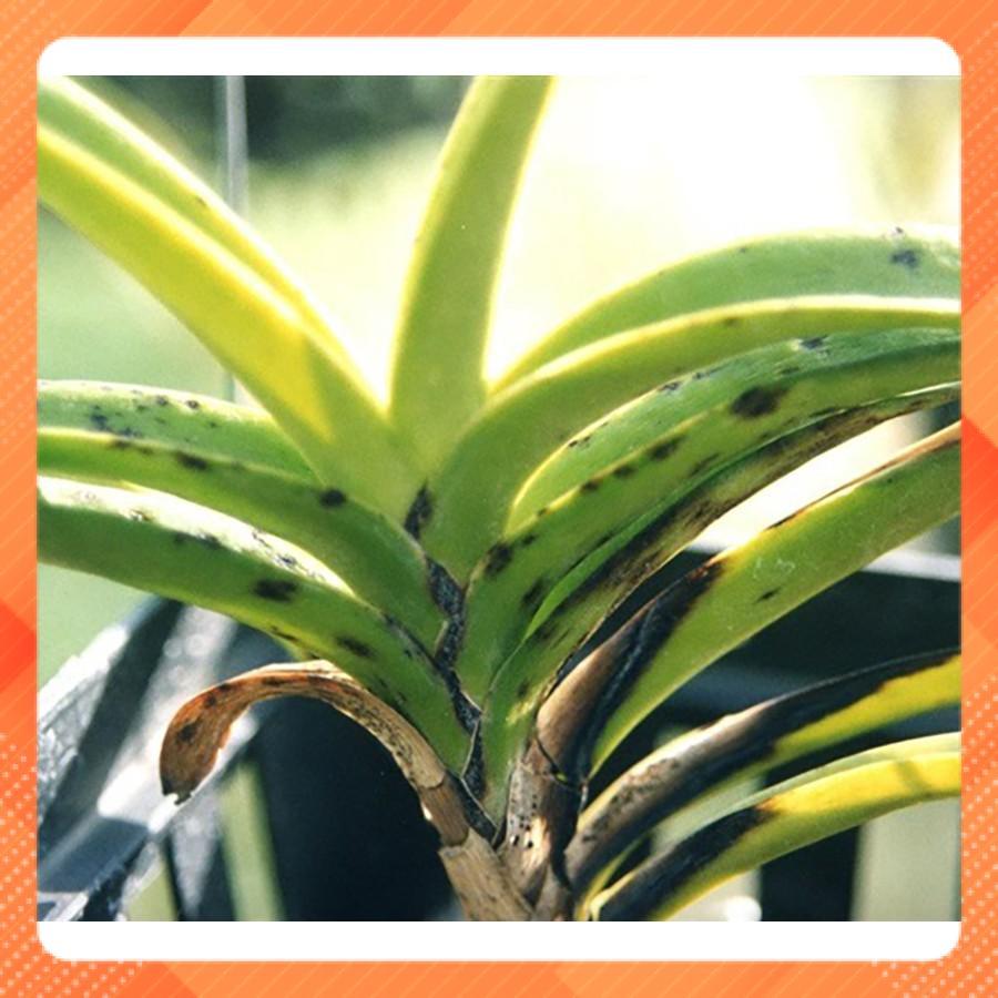 CHẾ PHẨM VI SINH P-GRO