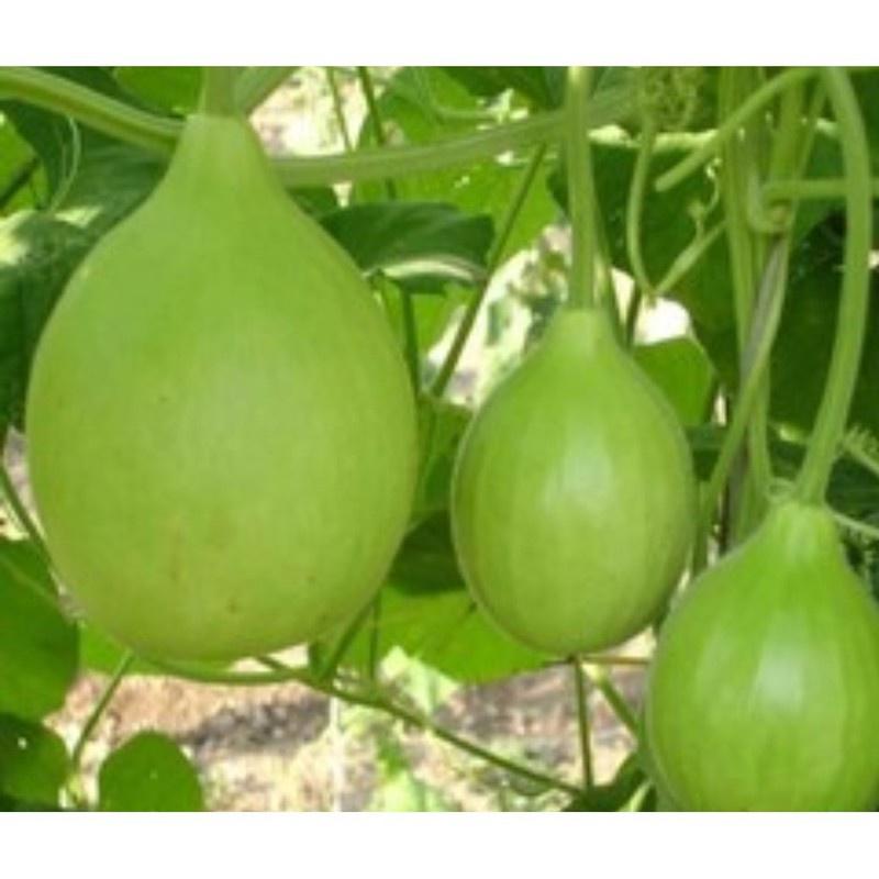 Hạt giống bầu quả tròn Thái - 1 gói 1gram