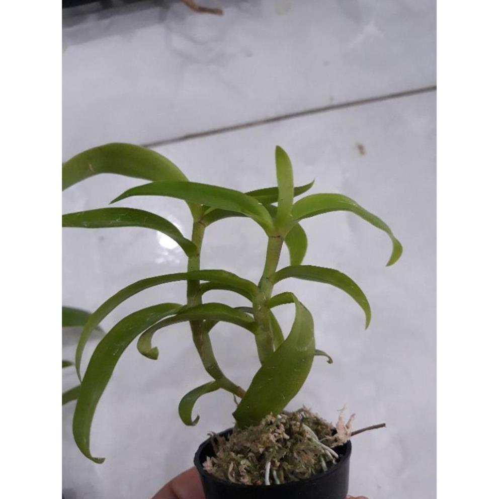 Hoa phong lan 5ct họng tím