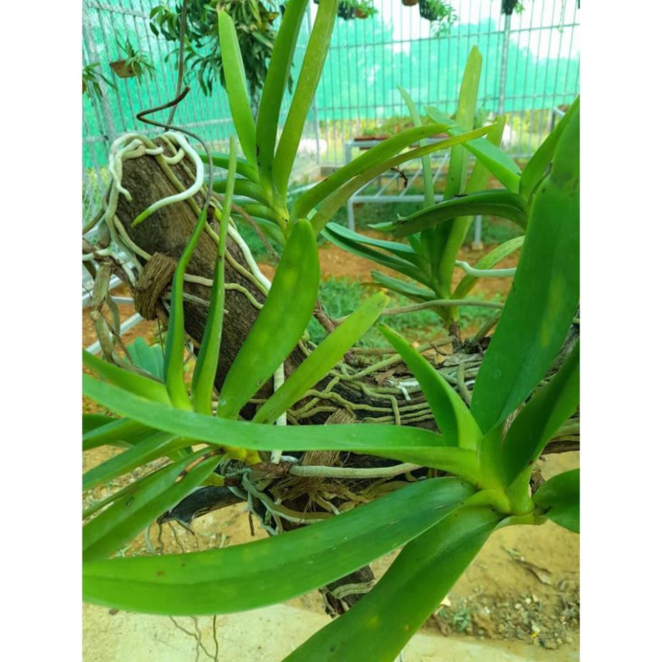 Sản Phẩm Hoa lan Giáng hương môi quạt