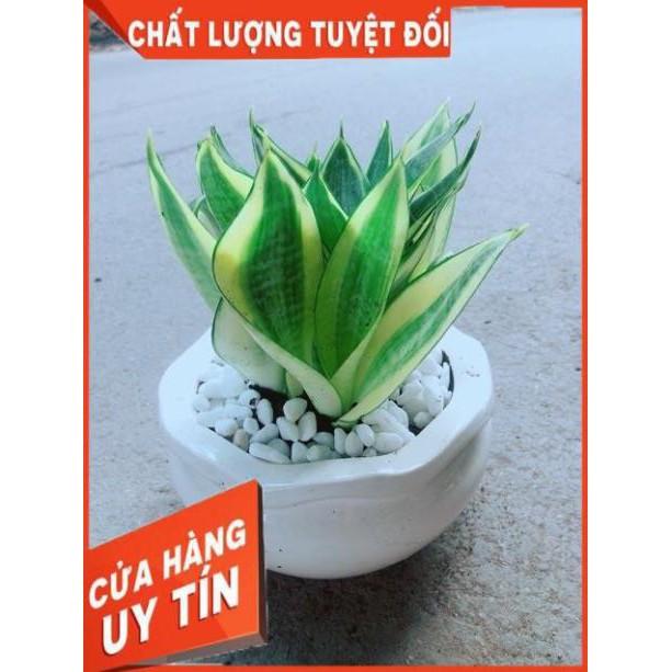 Chậu Lưỡi Hổ Thái
