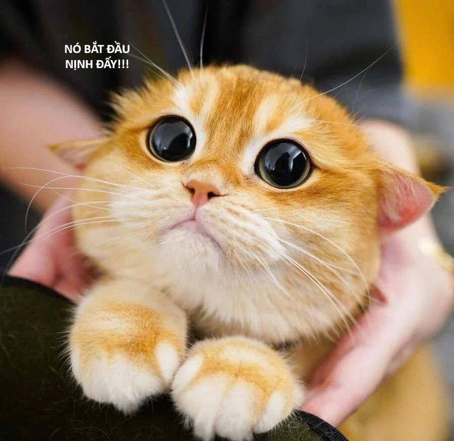 sự lụi tàn của usuzumi chapter 124 56