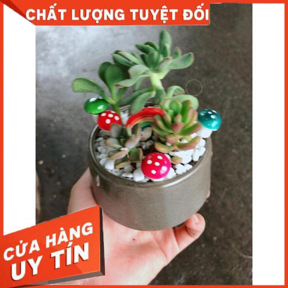 Chậu tiểu cảnh sen đá 4
