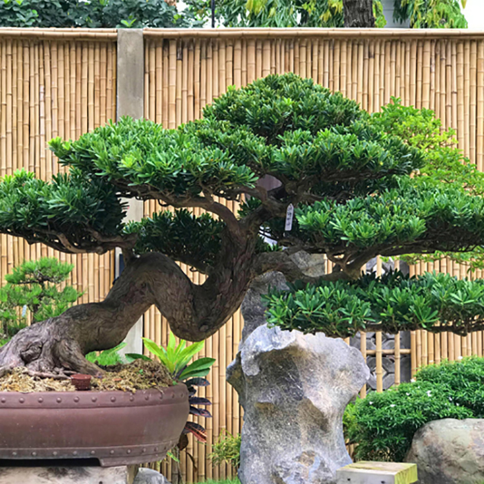 Hạt Giống Tùng La Hán - Gói 10 hạt