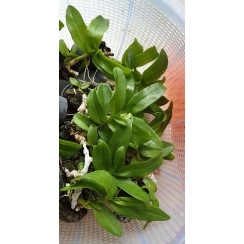 Phi điệp 5 cánh trắng người đẹp không tên, cốc to khỏe hoa đẹp - ndbd01
