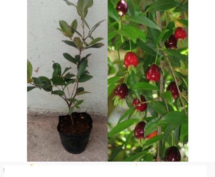 Cây CHERRY BRAXIN cây LỚN sắp quả, siêu sai quả, chất lượng, giá trị kinh tế cao