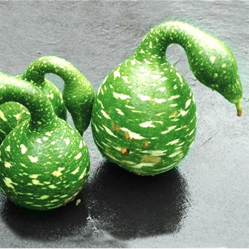 Hạt Giống Bầu Thiên Nga - 5 hạt/gói