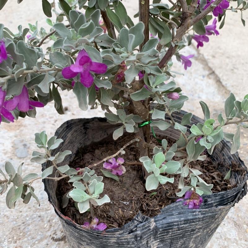 Cây tuyết sơn phi hồ cao 40-45cm, cây hoa cảnh nở quanh năm, trồng trang trí sân vườn, ban công