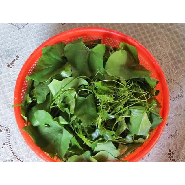 Dây bình bát làm giống 10 dây