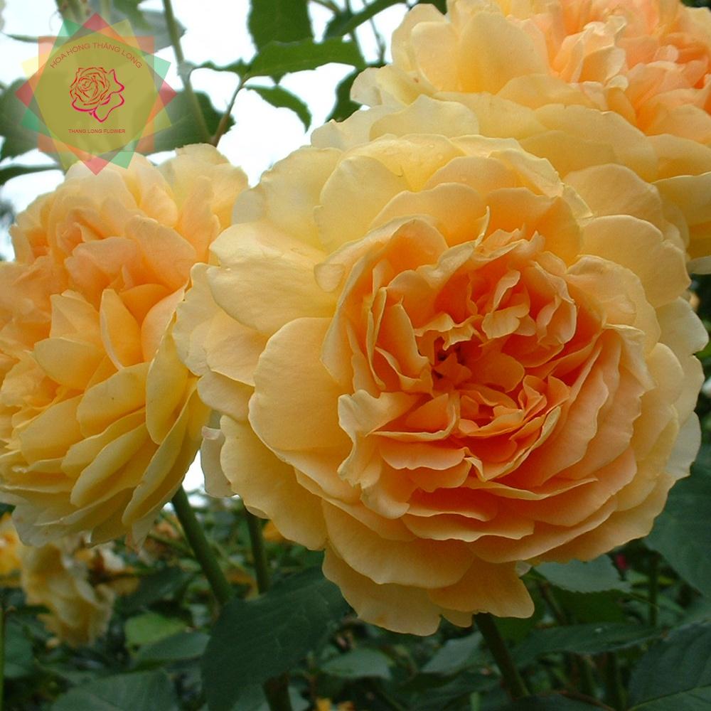 Cây hoa hồng ngoại Molineux rose (bụi) vàng - Hoa hồng Thăng Long Flower