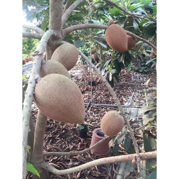 Cây giống hồng xiêm ruột đỏ