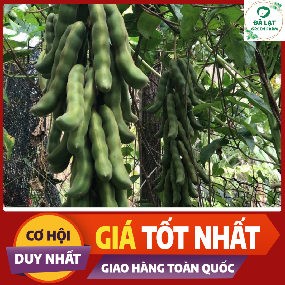 10 Hạt_Hạt Giống Đậu Me (Siêu Dễ Trồng)