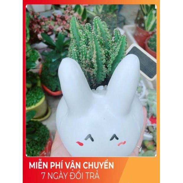 Chậu Xương Rồng Thanh Sơn