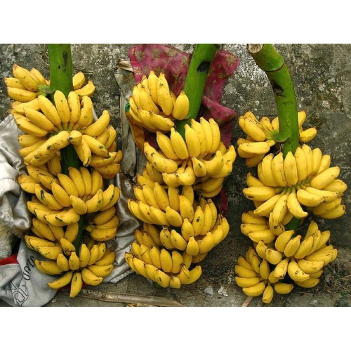 Cây giống CHUỐI TÂY THÁI ngọt thơm - hàng cây giống CHUẨN F1