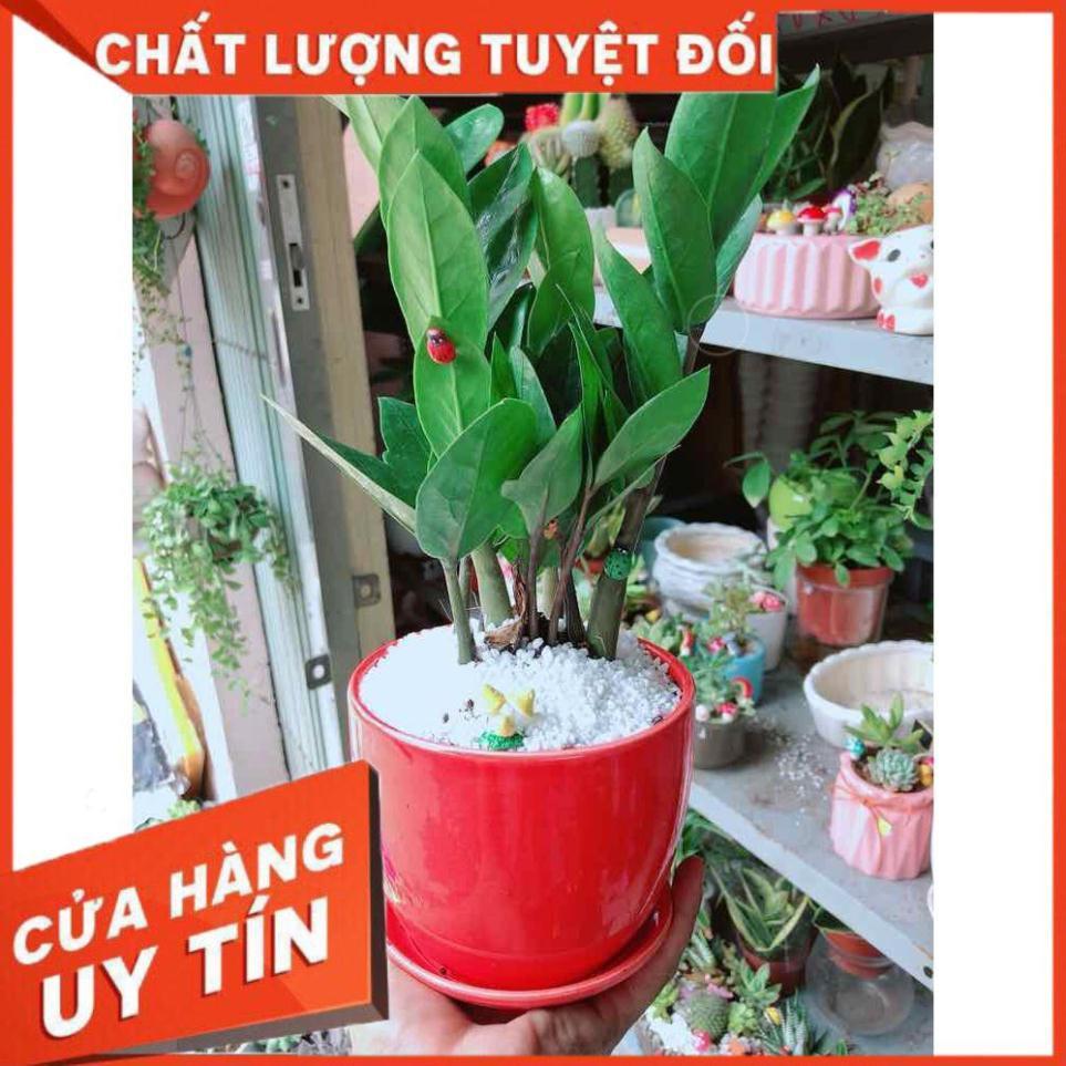 Chậu kim tiền thái tiểu cảnh Nhiều Người Mua