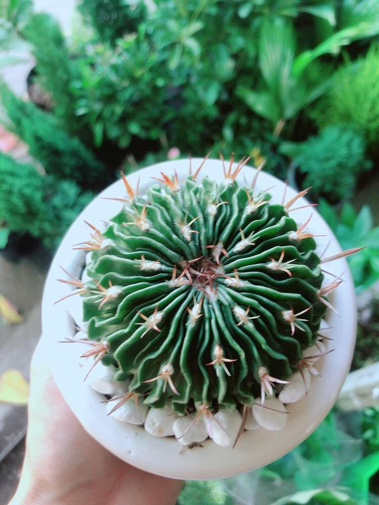 Chậu Cây Xương Rồng Trúc Ngọc