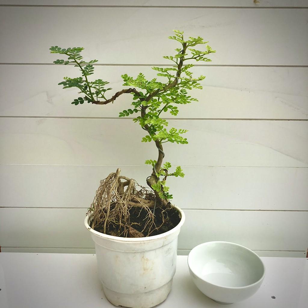 Cây cần thăng bonsai mini (Ảnh thật)