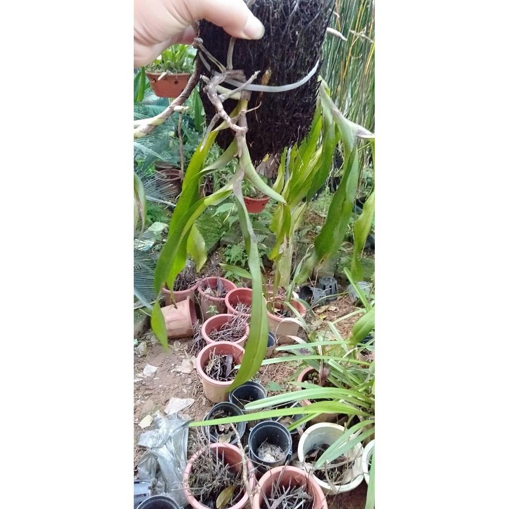 Hoa phong lan tam bảo sắc