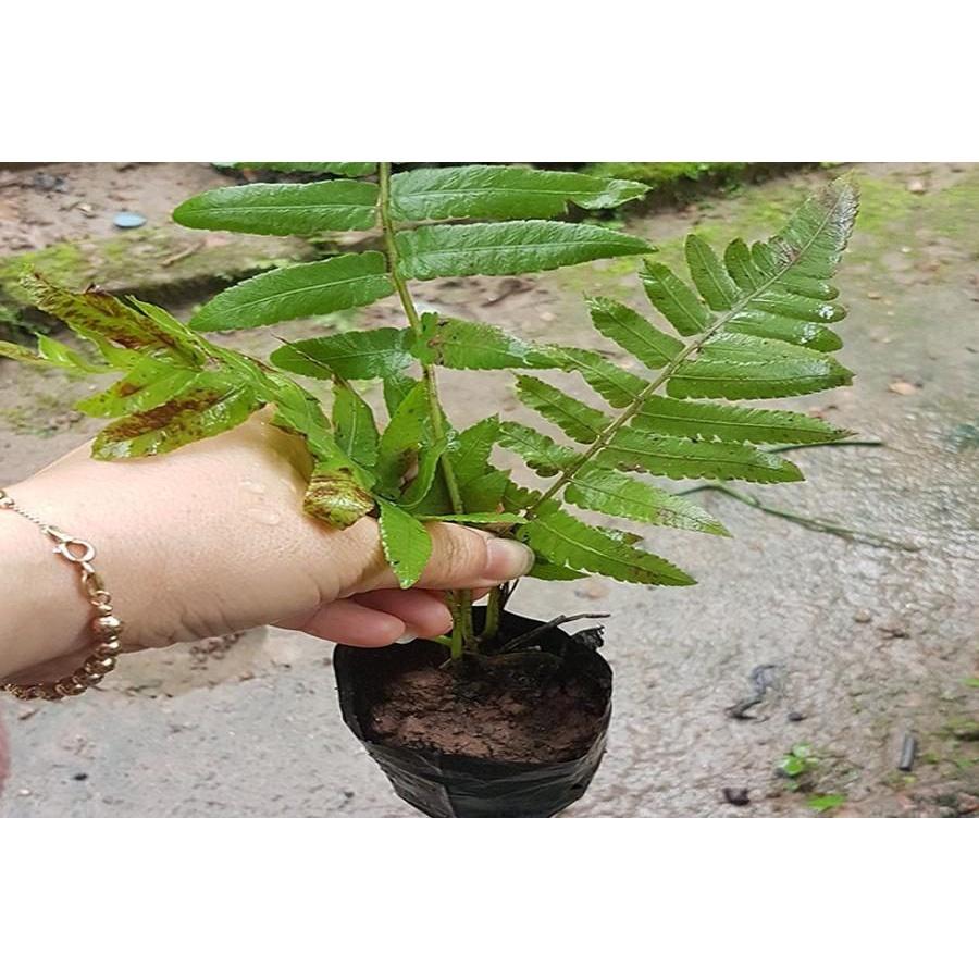 Cây giống cây rau dớn rừng - đặc sản vùng núi và trung du