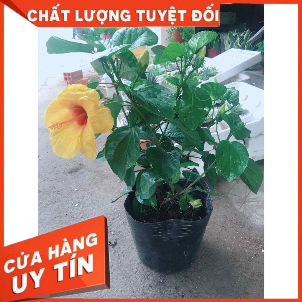 Chậu hoa dâm bụt vàng Nhiều Người Mua