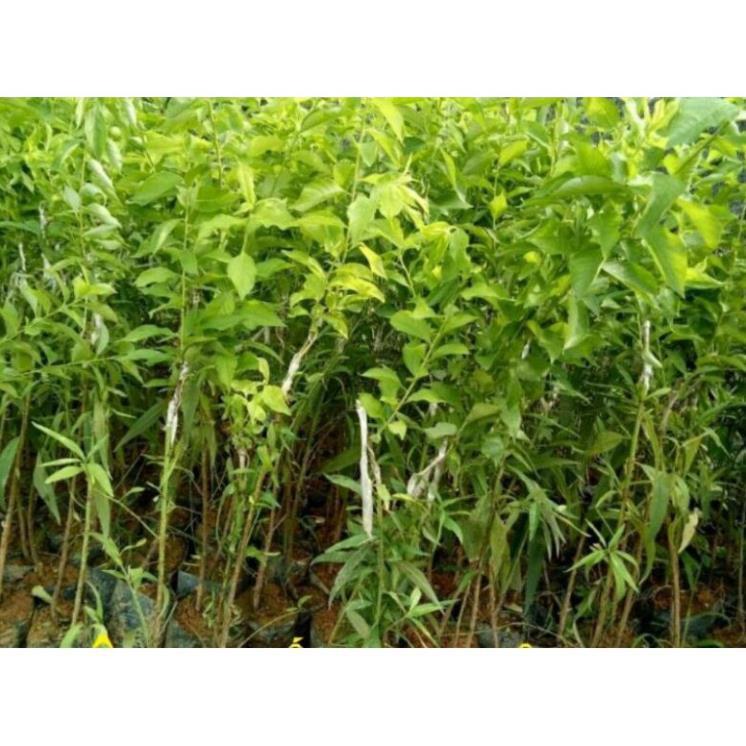 COMBO 2 Cây mận hậu
