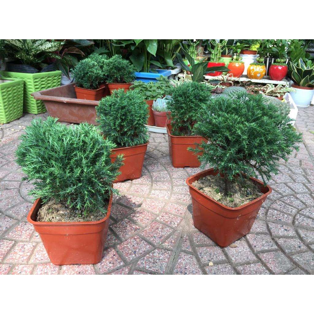 CÂY TÙNG BỒNG LAI