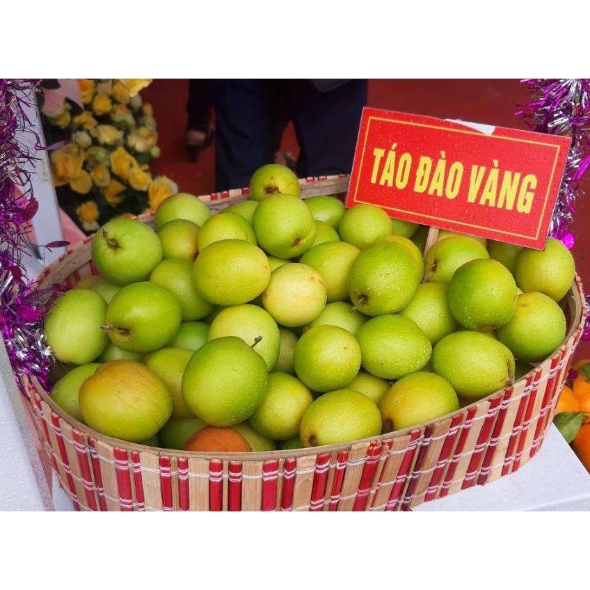 Cây táo đào vàng giống chín sớm cao 50-70cm