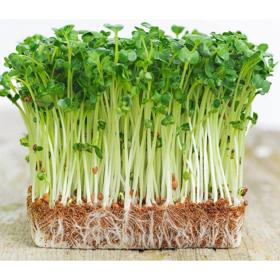 Hạt giống mầm cải thìa CT539 - Gói 20gram