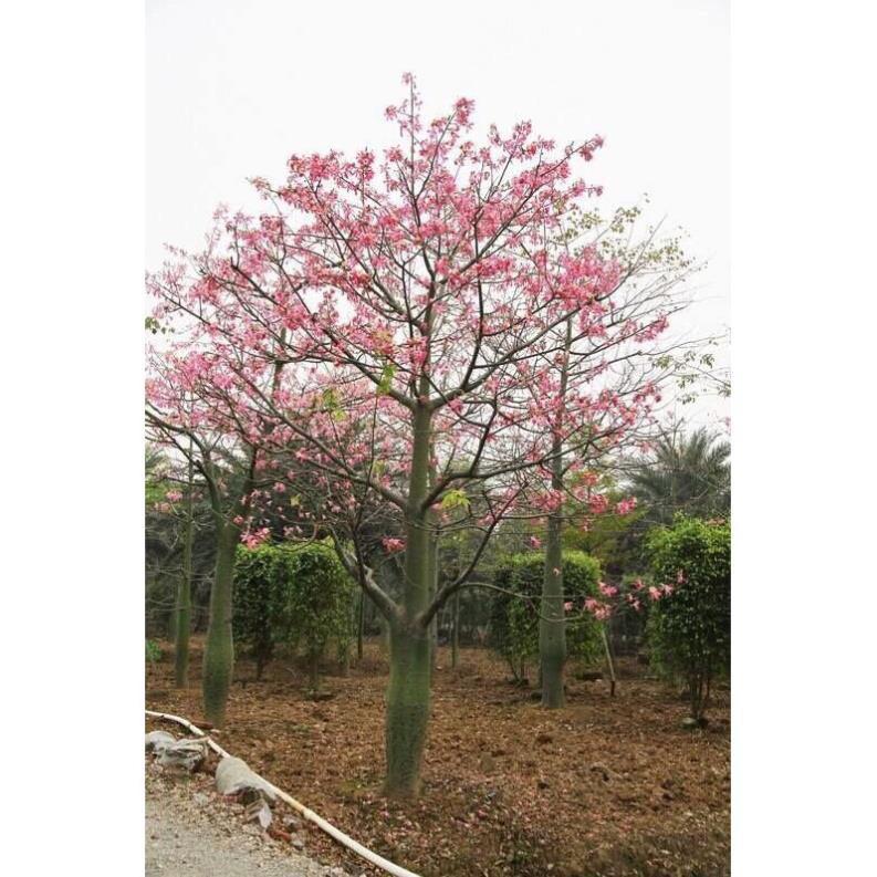 cây MỸ NHÂN - HOA CỰC ĐẸP, ĐỘC, LẠ - Cây giống gửi đi nguyên bầu