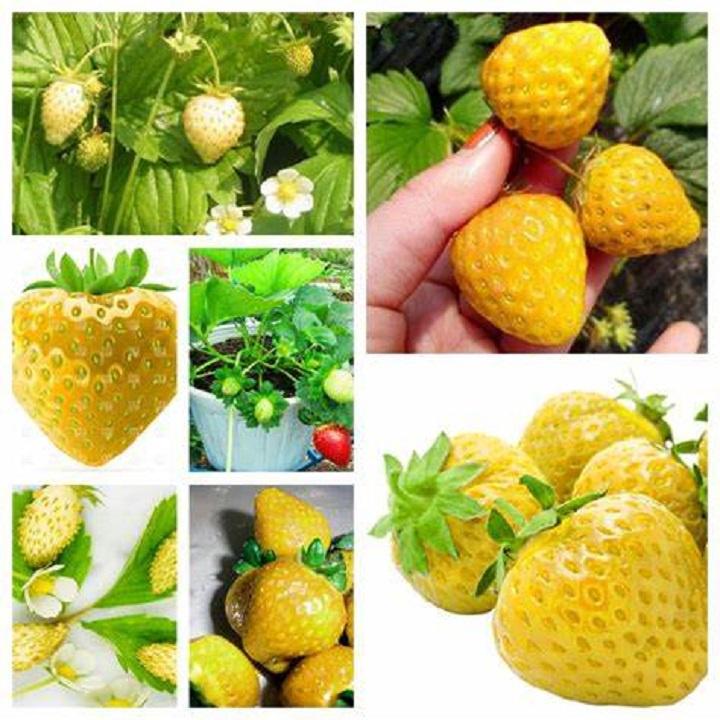Hạt giống Dâu Tây Vàng Chịu Nhiệt, Dễ Trồng Năng Suất Cao - Hạt giống rau củ quả Conve Store